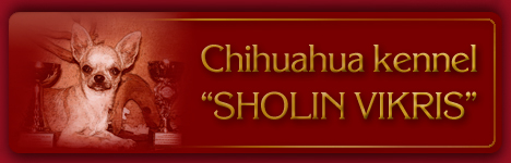 Chihuahua kennel "SHOLIN VIKRIS" - Bulgaria